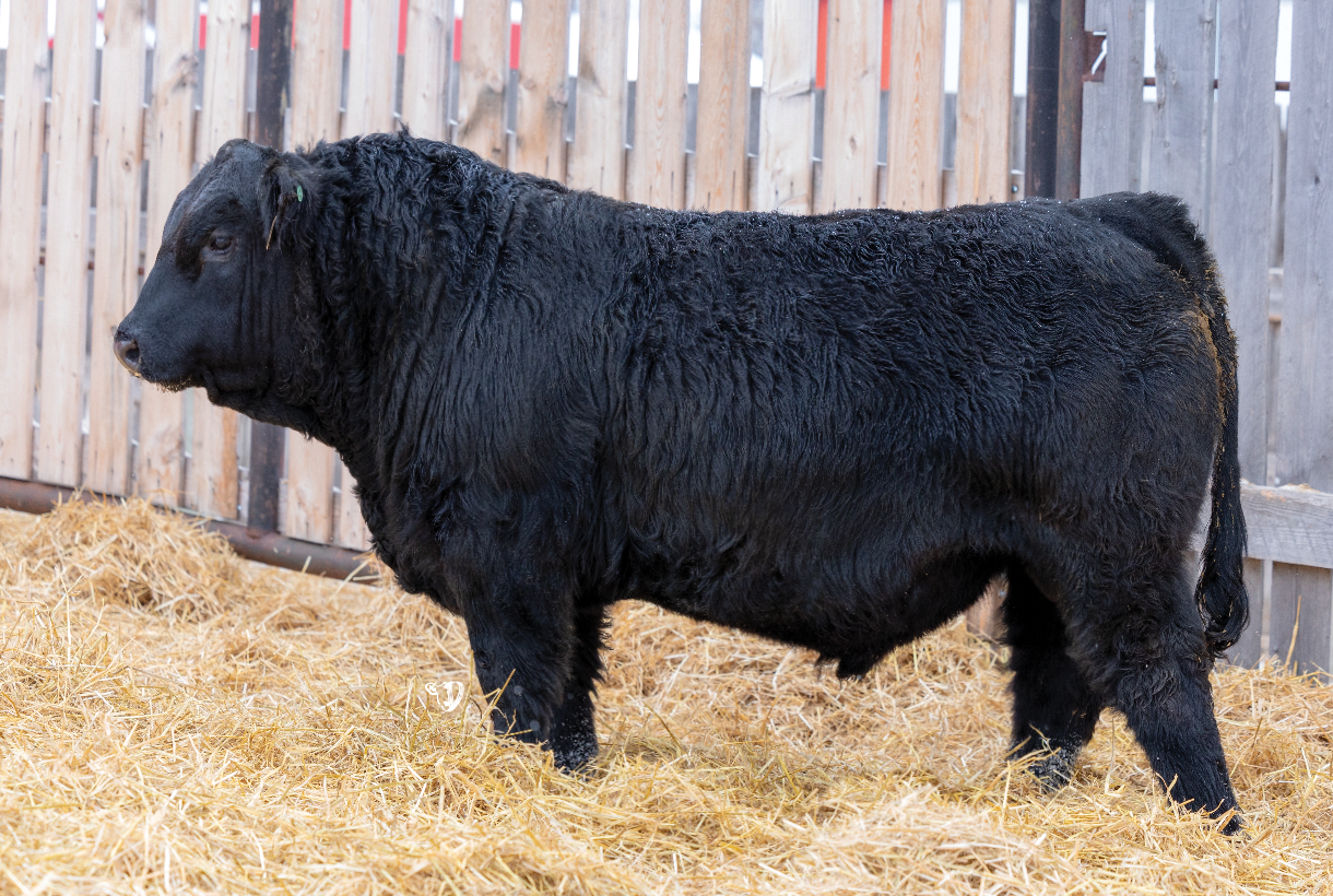 Yearling Bull